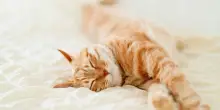 Anche i gatti hanno un lato preferito su cui dormire, la scoperta che vi stupirà