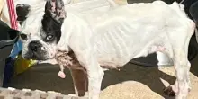 Gaufrette, il cane ignorato da chi avrebbe dovuto amarlo: “Lasciatelo perdere, è solo vecchio”
