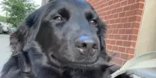 Lo hanno abbandonato perché non era più un cucciolo, ma una foto ha cambiato la vita del cane Grim