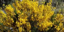 Ginestra in fiore: tutto quello che c’è da sapere