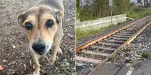 Il cane Timida ucciso legato ai binari, un uomo confessa. I volti degli accusati affissi dalla gente