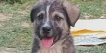 India, un cane eroe e senza nome ha salvato 67 persone prima che la frana distruggesse un villaggio