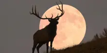 La meraviglia della Luna piena del cervo, la notte che segna la rigenerazione della vita selvatica