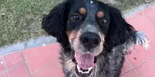 Il lieto fine di Pippo: grazie a La Zampa da un rifugio campano ora il cane vive felice in campagna
