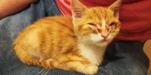 Gatto rosso condannato a morte sicura viene salvato dal fiuto di un cane: ora Loto cerca casa