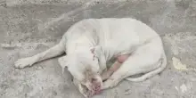 La trasformazione di Mimoso, usato per addestrare cani da combattimento e abbandonato in fin di vita