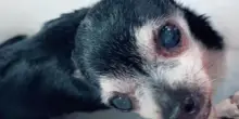 Non trova più il suo cane Bensi e va nel panico, ma un dettaglio lo tradisce