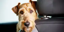 Problemi comuni in auto per il cane: nausea, ansia e iperattività. Come riconoscerli e affrontarli