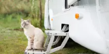 In camper con il gatto, tutto quello che bisogna sapere prima di partire