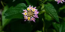 Lantana: varietà, coltivazione e cura