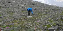 Dove c’era il ghiacciaio ora crescono più fiori: il fenomeno del greening in alta quota