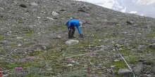 Dove c’era il ghiacciaio ora crescono più fiori: il fenomeno del greening in alta quota
