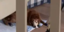 Il cane Hank dorme sempre nello stesso posto, impossibile non emozionarsi quando si scopre il perché