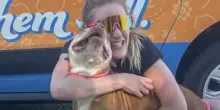 Il cane Captain scompare nel bosco, il giorno dopo viene ritrovato a 320 chilometri di distanza