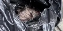 Il lieto fine del cane Scrappy, buttato nella spazzatura ancora vivo perché troppo costoso da curare