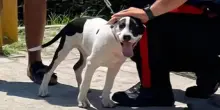 “Voglio 500 euro”. Cane rapito sul lungomare di Soverato, ritrovato grazie ai carabinieri