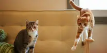 Più gatti sotto lo stesso tetto: si amano o si tollerano? Lo studio spiega davvero come convivono