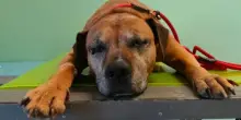 Addio silenzioso a Maya, cane invisibile che per 11 anni nessuno ha richiesto al rifugio di Albenga