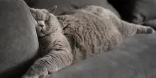 Il gatto Teo voleva solo dormire tutto il giorno, poi la sua famiglia fa una scoperta “elementare”