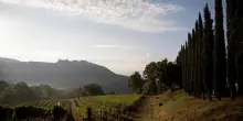 Ampeleia, il silenzio e le vigne immerse nel bosco: il paradiso è in Maremma