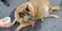 Paura per Pippo: il primo cane di quartiere di Avellino investito in strada: è vivo, ma ferito