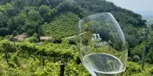 Prosecco superiore Docg Conegliano Valdobbiadene: in un bicchiere il patrimonio delle colline Unesco