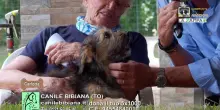 Videoadozioni Canile Bibiana: il cane Carlotta cerca famiglia