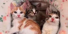 Tre gatti uniti da una diagnosi infausta iniziano una nuova vita nonostante avessero tutti contro