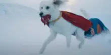 Krypto, da cane randagio problematico a eroe di Superman. E grazie a lui è boom di adozioni dai rifugi