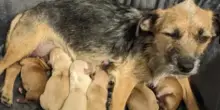 Salva un cane randagio durante un uragano, poi scopre che nascondeva una sorpresa