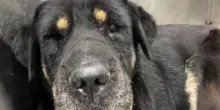 Il cane Candy era nella lista delle eutanasie, ma poi qualcuno ha scoperto la sua vera identità