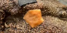Vede una macchia arancione su una roccia, non ha idea di aver davanti un animale estremamente raro