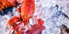 I crostacei sono animali senzienti, ma senza diritti: ecco come possiamo proteggerli