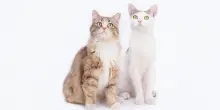 Mettere un gatto “in pensione”: come funzionano e quando è la giusta alternativa alle nostre vacanze