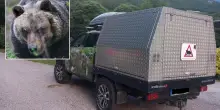 Trasferita in Germania l’orsa JJ4, ritenuta responsabile della morte di Andrea Papi