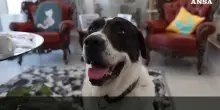 Sansone, cane da pet therapy, ferito con un fucile nel Bresciano, indagano i carabinieri