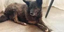 Dalla solitudine di una fabbrica all’adozione, grazie a La Zampa il cane Asia ha il suo lieto fine