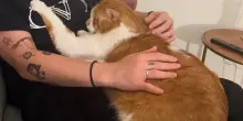 Il gatto Mango e quella carezza che guarisce un cuore spezzato dall’abbandono