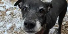 Abbandonato dopo 12 anni di vita insieme, il cane Hugo continua a chiedersi dove abbia sbagliato
