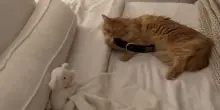 Quello che fa questo gatto da quando il cane Gus è morto vi arriverà dritto al cuore