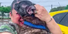 Scomparso otto anni fa durante l’uragano Harvey, il cane Blue è stato ritrovato a 480 chilometri di distanza