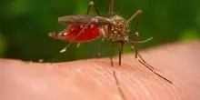 Virus West Nile, 10 casi nel 2025 in Italia. I sintomi e come si cura