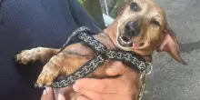 Massacrata di calci, il cane Ofelia è stata adottato dalla famiglia dove era nato e ritrova la madre