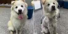 Adottato e riportato tutto rasato al rifugio dopo sette ore, l'odissea del cane Kuno: “Una vergogna”