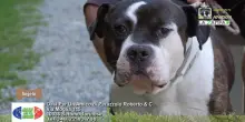 Videoadozioni Canile Oasi per un amico (Settimo Torinese): il cane Angelo cerca il paradiso in terra