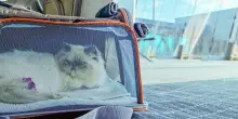 Gatto in treno, aereo o nave: regole e consigli per viaggiare insieme