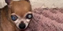Il cane cieco “che odia l’umanità” ma conquista il mondo: la storia della Regina Chihuahuabeth II