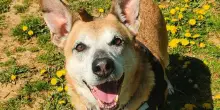 Salvato da un cavedio, il cane Zorro aspetta che qualcuno lo scelga: “Non smettiamo di sperare”