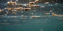 Attenzione all’alga tossica nell’Adriatico, un software per monitorarla