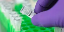 Dengue, individuati gli anticorpi dell’immunità. Saranno utili per farmaci e vaccini